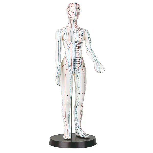 Acupuncture models made of plastic 