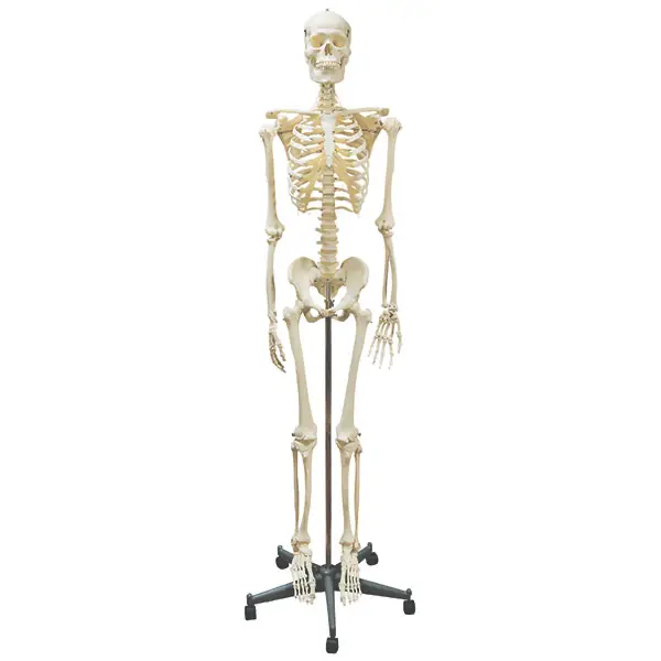 Homo Skelett 